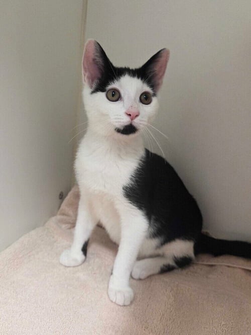 JUPITER - Domestic Short Hair available for adoption