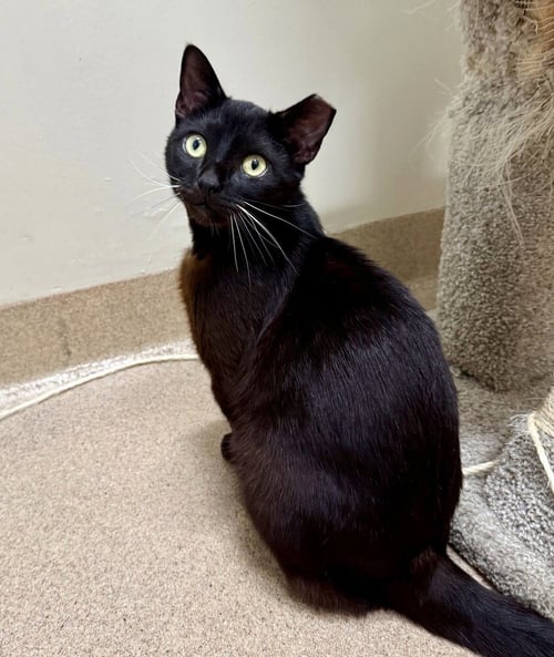 LAURENT - Domestic Short Hair available for adoption