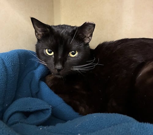 LAURENT - Domestic Short Hair available for adoption