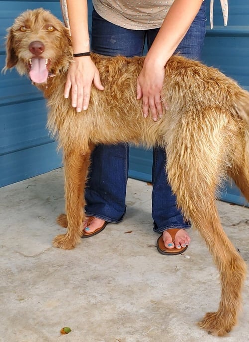 COCO AVAILABLE 9/4 - Irish Wolfhound available for adoption