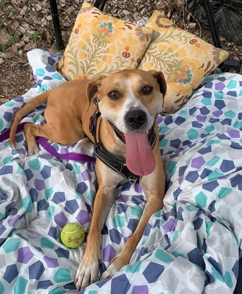 SAMPSON - Hound available for adoption
