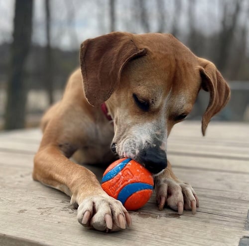 SAMPSON - Hound available for adoption