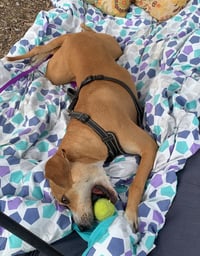 Sampson - Photo 4