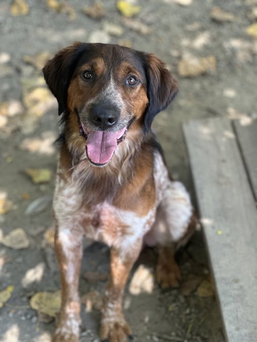 SPECIAL AVAILABLE 9/15 - Cattle Dog / Shepherd available for adoption