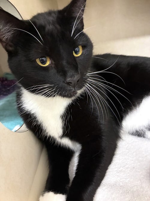 SOCKS - AVAILABLE 9/14 - Domestic Short Hair available for adoption