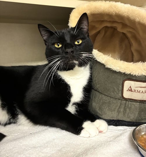 SOCKS - AVAILABLE 9/14 - Domestic Short Hair available for adoption