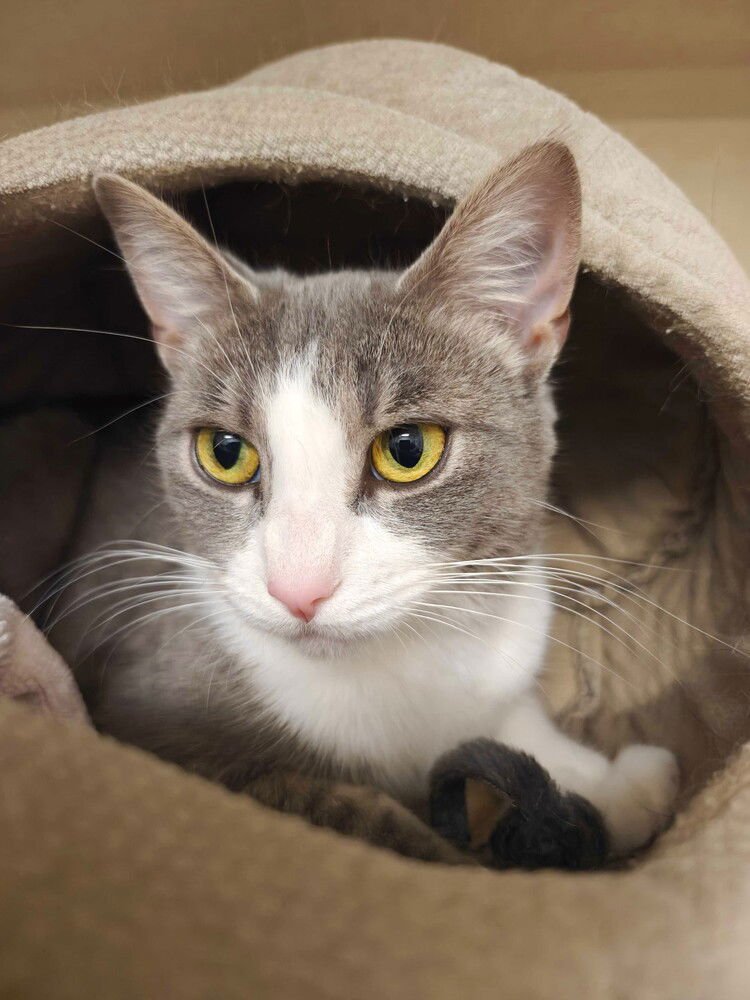 Mau - available 2/11 - Photo 3