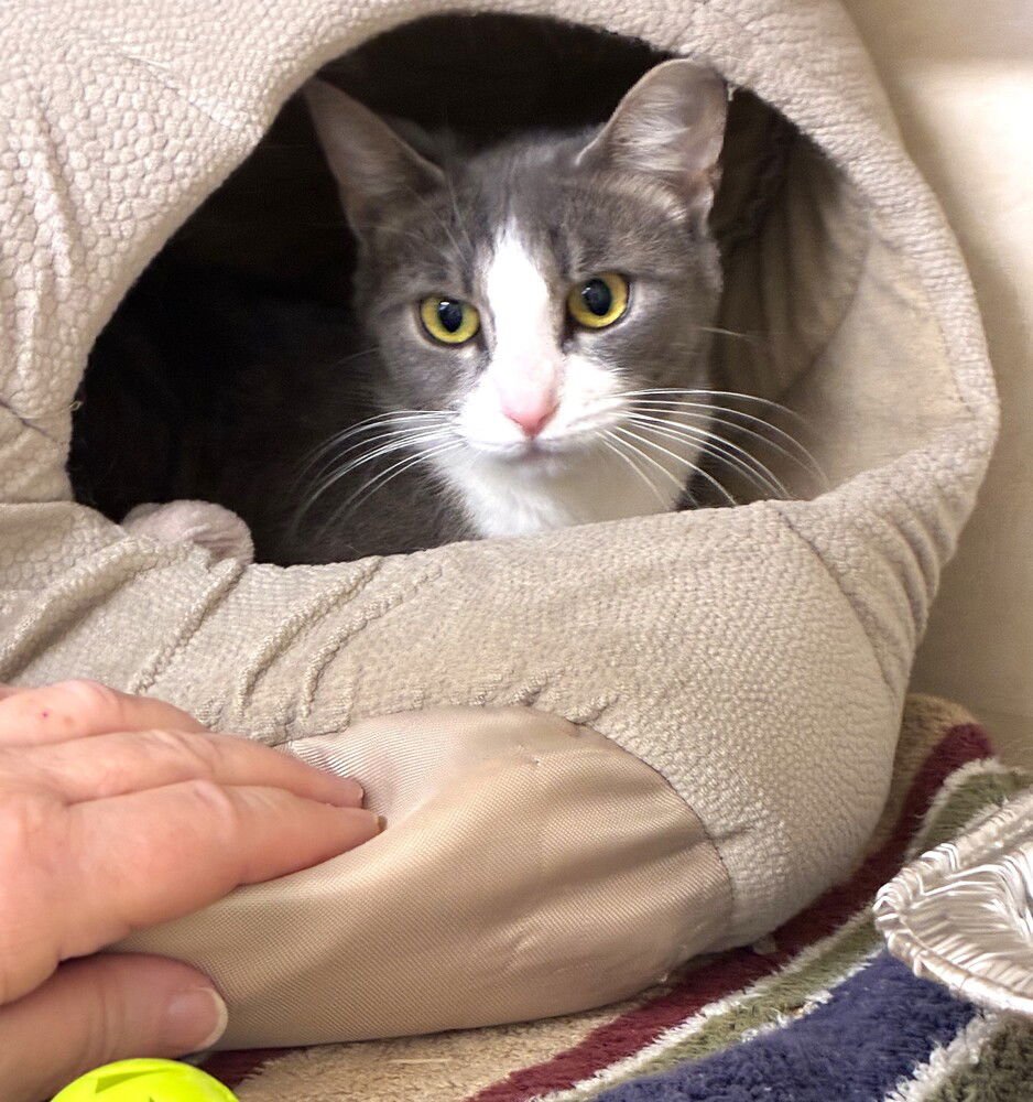 Mau - available 2/11 - Photo 4