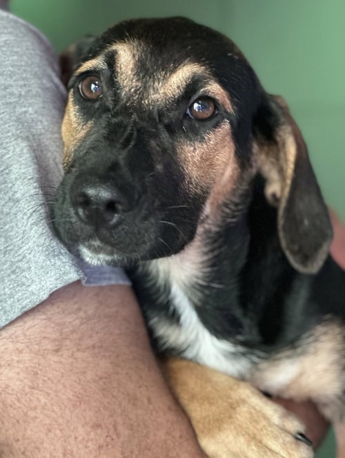 SOUP AVAILABLE 10/24 - Labrador Retriever / Beagle available for adoption