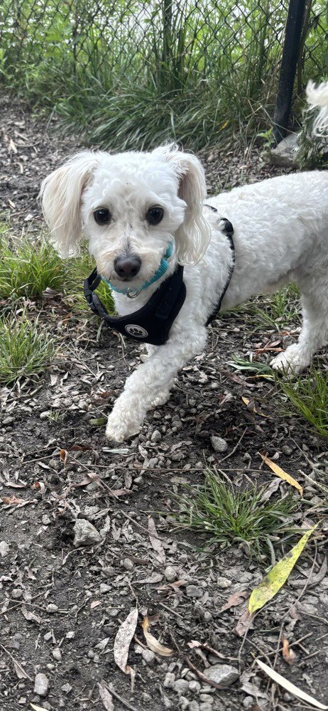SPIRIT AVAILABLE 8/20 - Poodle (Miniature) available for adoption