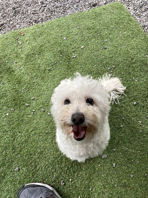 SPIRIT AVAILABLE 8/20 - Poodle (Miniature) available for adoption