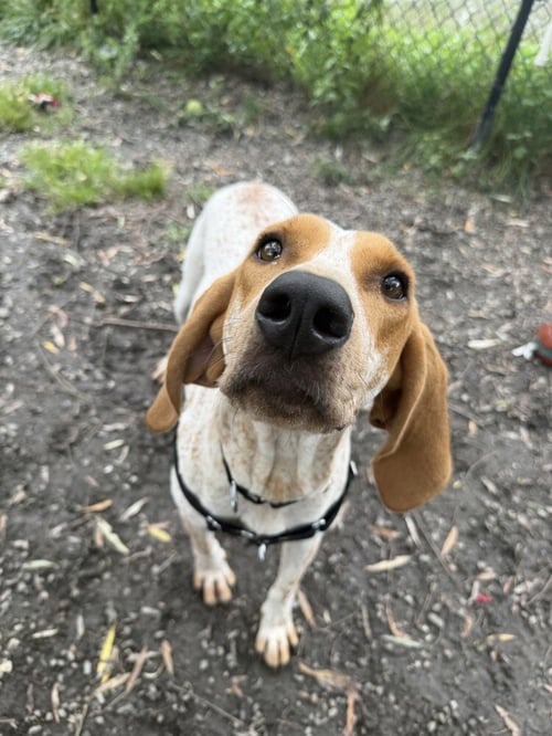 BELLE - Hound available for adoption