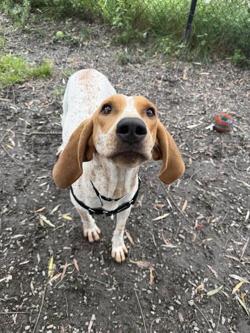 BELLE - Hound available for adoption