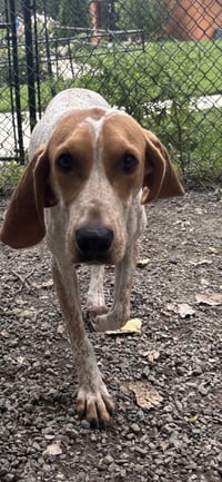 Belle Available 8/20 - Photo 1