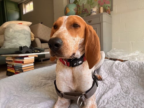 BELLE - Hound available for adoption
