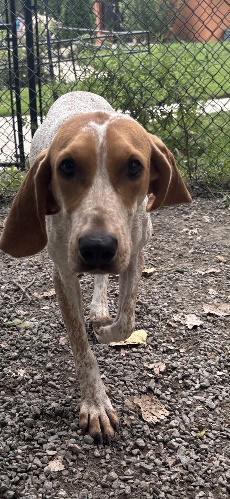 BELLE AVAILABLE 8/20 - Hound available for adoption