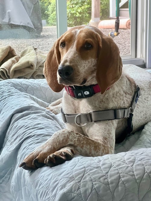 BELLE - Hound available for adoption