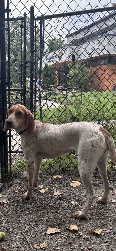 BELLE AVAILABLE 8/20 - Hound available for adoption