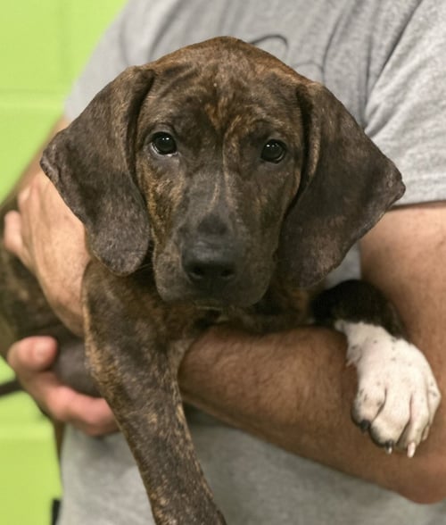 HEINEKEN - Unknown available for adoption