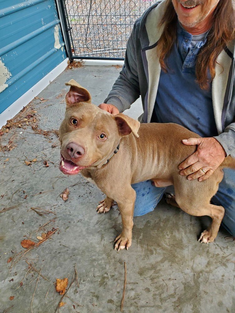 BUCK - Terrier available for adoption