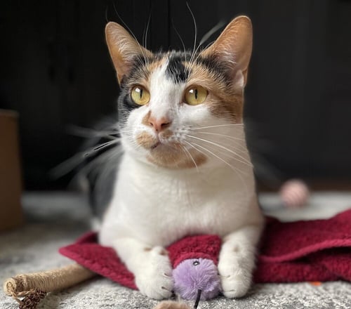 SWEETIE PIE - Domestic Short Hair available for adoption
