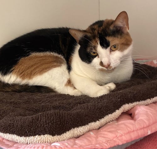 SWEETIE PIE - Domestic Short Hair available for adoption