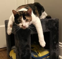 Sweetie Pie - Photo 4