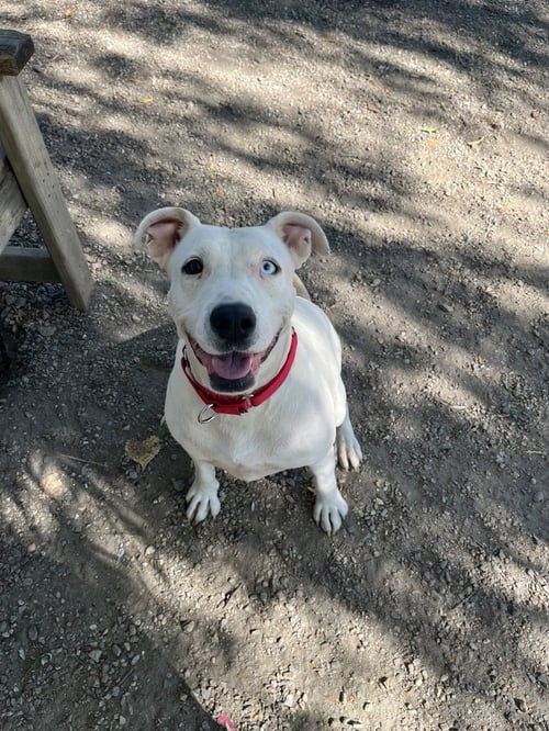 STORMY AVAILABLE 9/15 - Unknown available for adoption