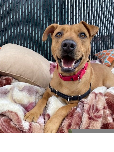BANJO - Labrador Retriever available for adoption