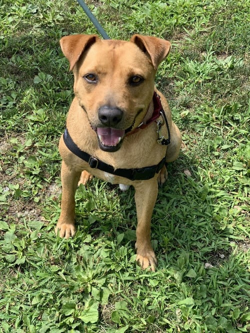 BANJO - Labrador Retriever available for adoption