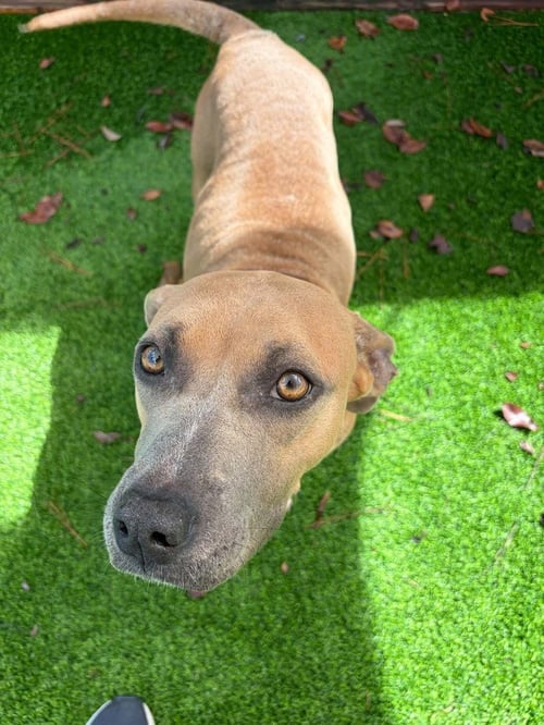 THELMA AVAILABLE 10/30/26 - Unknown available for adoption