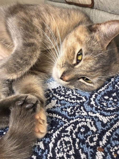 ANAIS - AVAILABLE 10/31 - Domestic Short Hair available for adoption