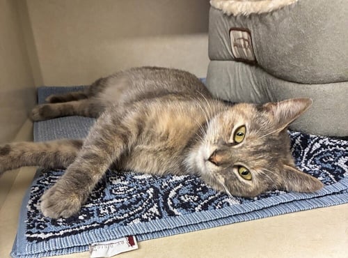 ANAIS - AVAILABLE 10/31 - Domestic Short Hair available for adoption