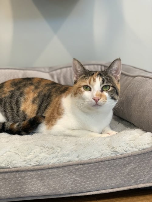 COSETTE - Domestic Short Hair / Calico available for adoption
