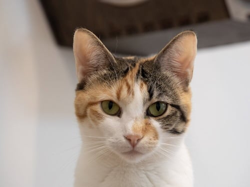 COSETTE - Domestic Short Hair / Calico available for adoption