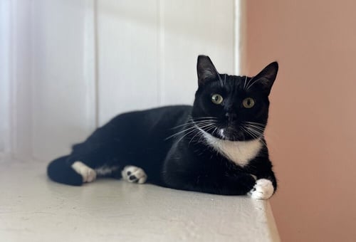SCAMPI - Domestic Short Hair available for adoption