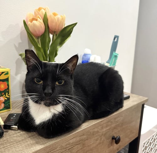 SCAMPI - Domestic Short Hair for adoption in Stamford