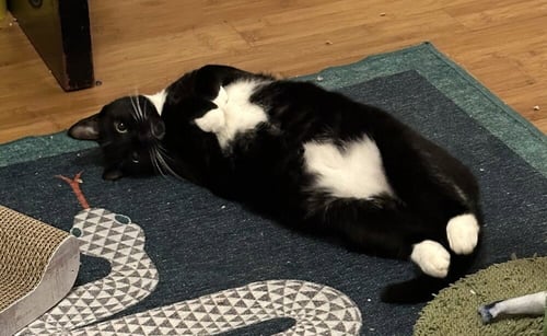 SCAMPI - Domestic Short Hair available for adoption