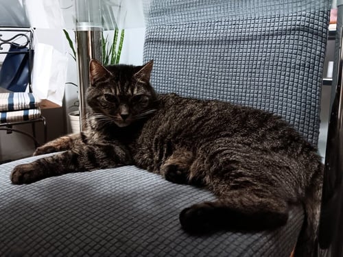 ELINOR - Domestic Short Hair available for adoption