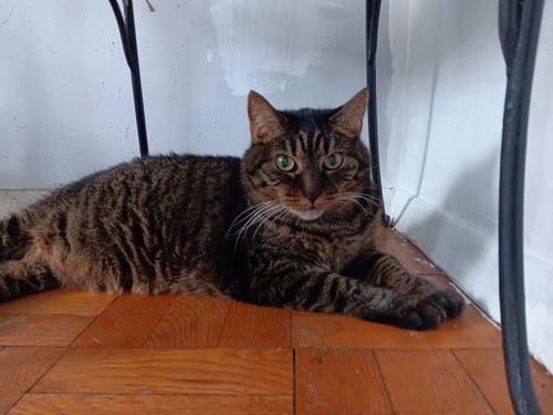 ELINOR - Domestic Short Hair for adoption in Stamford