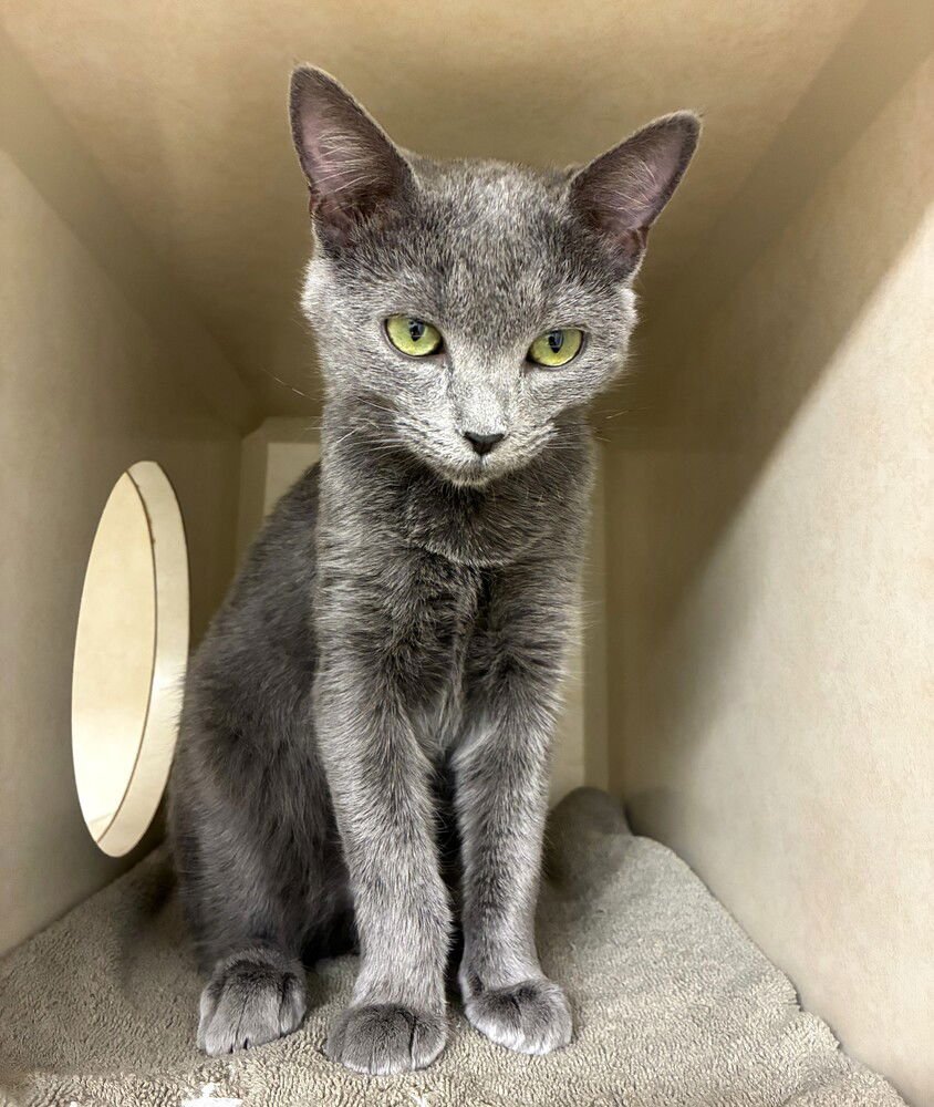 ELVIRA - AVAILABLE 2/7 - Domestic Short Hair available for adoption