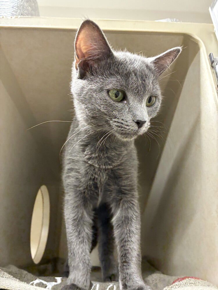 ELVIRA - AVAILABLE 2/7 - Domestic Short Hair available for adoption