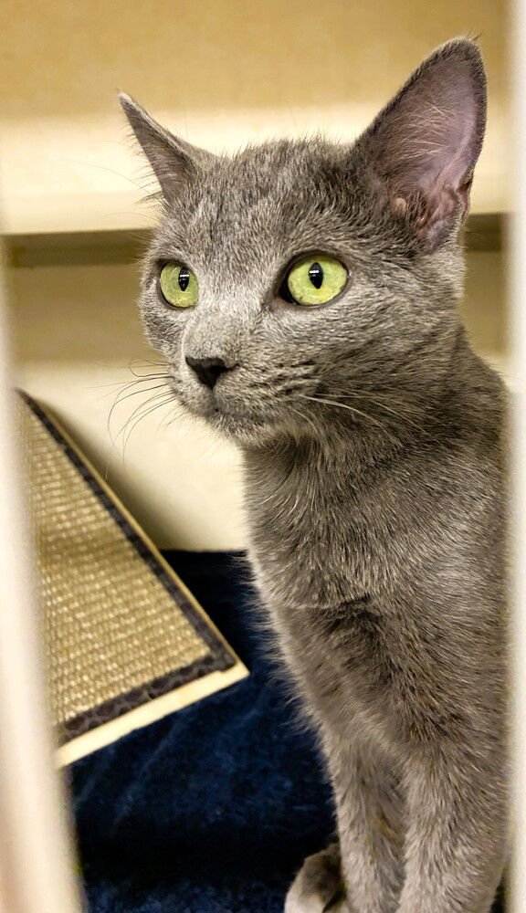 Elvira - available 2/7 - Photo 3