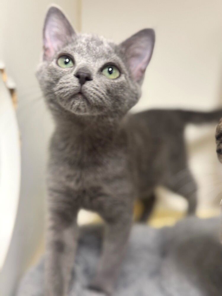 Elvira - available 2/7 - Photo 4