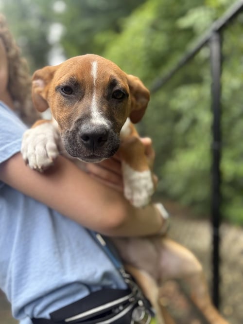 MEGAN - Unknown available for adoption