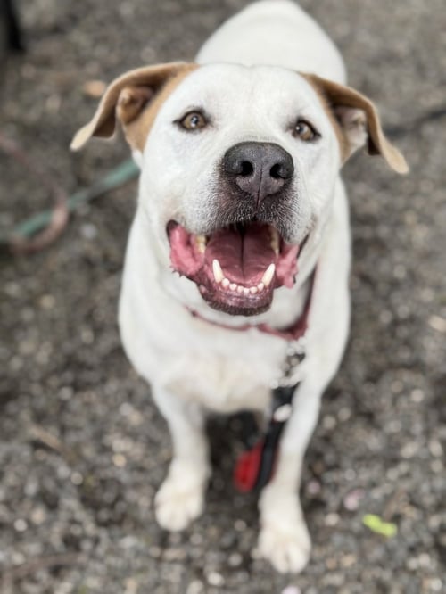 LIAM - Pointer available for adoption