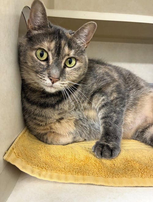 LILA - Domestic Short Hair available for adoption