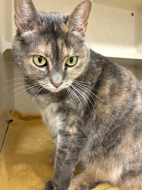LILA - Domestic Short Hair available for adoption