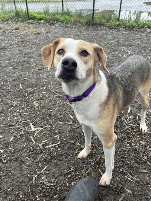 ROXIE AVAILABLE 10/2 - Hound / Labrador Retriever available for adoption