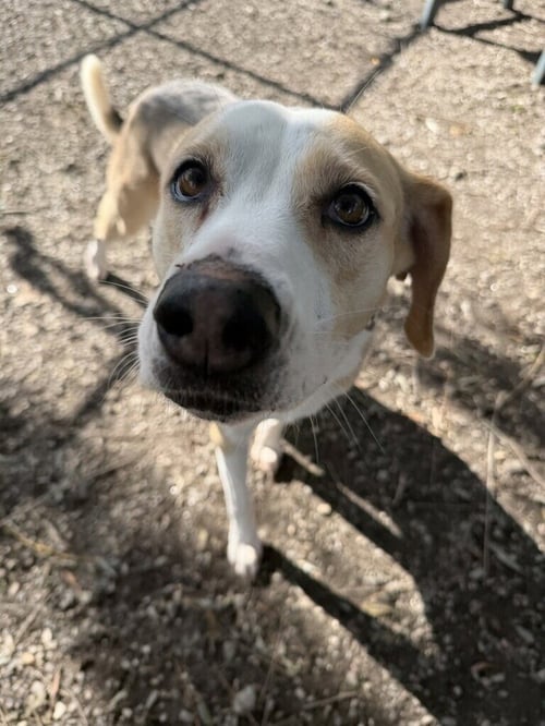 ROXIE - Hound / Labrador Retriever available for adoption